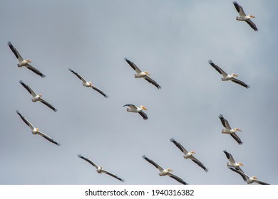 American White Pelicans In Flight Over Cameron Parish Louisiana