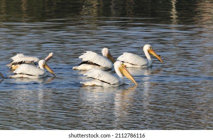 American White Pelicans On Old Hickory Lake