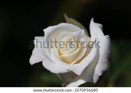 American white rose 