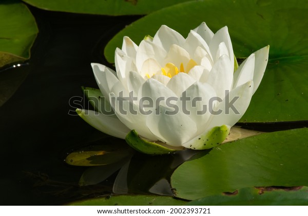 American\
White Water Lily growing amongst a mat of lily pads. Also knows as\
a Beaver-root, Fragrant Water Lily, and Sweet-scented Water Lily.\
Taylor Creek Park, Toronto, Ontario,\
Canada.