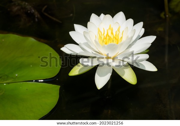 An\
American White Water Lily is growing beside a lily pad. Also knows\
as a Beaver-root, Fragrant Water Lily, and Sweet-scented Water\
Lily. Taylor Creek Park, Toronto, Ontario,\
Canada.