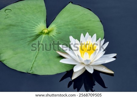 Similar – Foto Bild Seerose im Teich mit grünen Blättern und roten Blüten