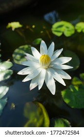 American White Waterlily Flower (lotus)