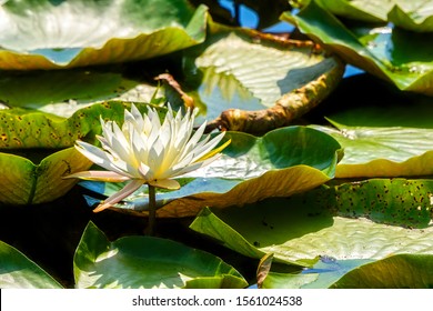 American White Waterlily In Marshy Area In Tallahassee, Florida