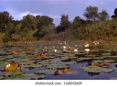 American White Waterlily (Nymphaea Odorata)