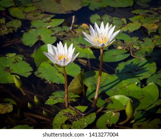 American White Waterlily (Nymphaea Odorata)
