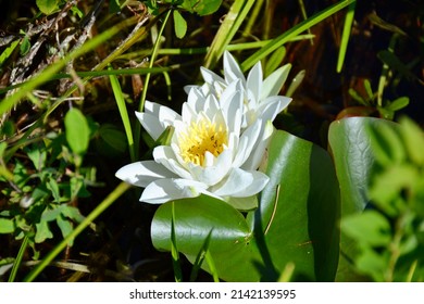 American White Waterlily (Nymphaea Odorata) In Wetland Near Killarney During Summer