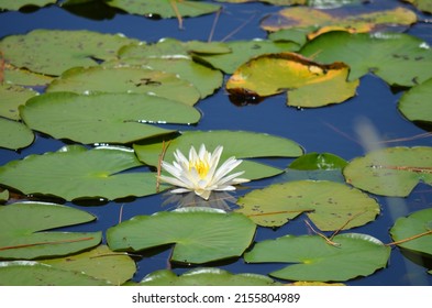 American White Waterlily (Nymphaea Odorata) In A Florida State Park.