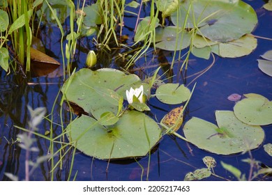 American White Waterlily (Nymphaea Odorata) At Tiny Marsh During Summer