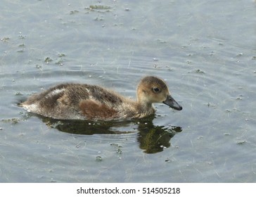 American Wigeon Juvenile Stock Photo 514505218 | Shutterstock