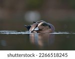 American Wigeon resting at seaside. They are medium-sized, rather compact ducks with a short bill and a round head. 