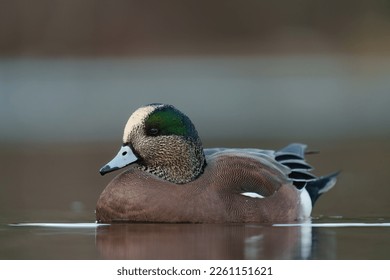 American Wigeon resting at seaside. They are medium-sized, rather compact ducks with a short bill and a round head.  - Shutterstock ID 2261151621