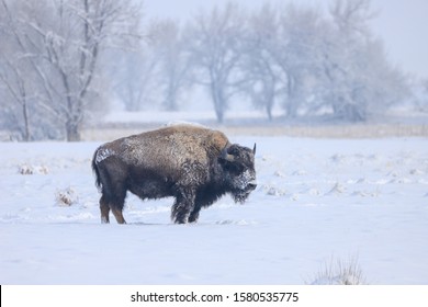 American Wild Bison Buffalo Alone With Cold Winter Snow On Its Face