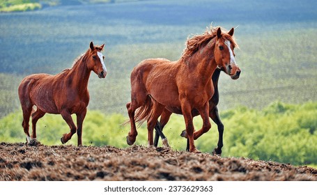 American Wild Mustangs running free