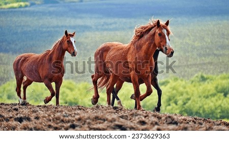 American Wild Mustangs running free