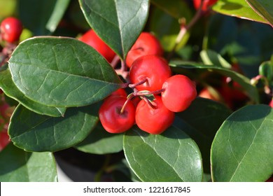 American wintergreen red berries - Latin name - Gaultheria procumbens - Shutterstock ID 1221617845