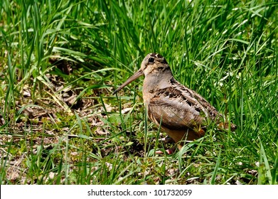 American Woodcock