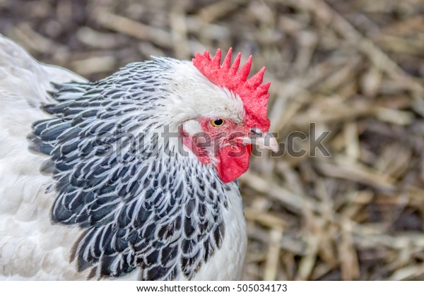 Americana Chicken Australia Unlike Most Types Stock Photo (Edit Now ...