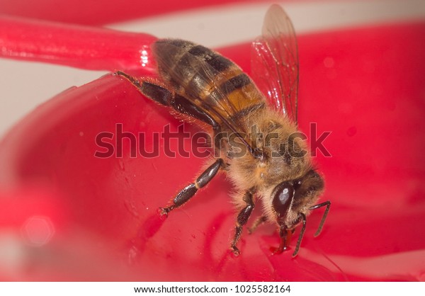 Americanized Honey Bee On Hummingbird Feeder Stock Photo Edit Now