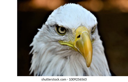 Americas National Symbol, The Bald Eagle, Is Beautiful And Intimidating With Its White Head And Gold Eyes.  It Takes Approximately 5 Years For The Feathers To Turn White.  