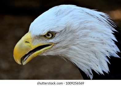 Americas National Symbol, The Bald Eagle, Is Beautiful And Intimidating With Its White Head And Gold Eyes.  It Takes Approximately 5 Years For The Feathers To Turn White.  