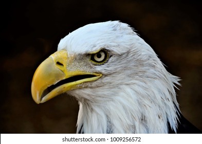 Americas National Symbol, The Bald Eagle, Is Beautiful And Intimidating With Its White Head And Gold Eyes.  It Takes Approximately 5 Years For The Feathers To Turn White.  