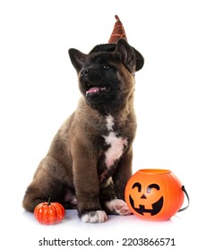 Amerikan Akita In Front Of White Background