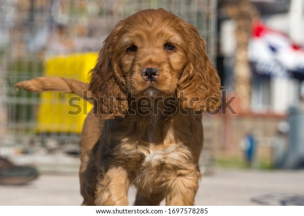 Amerikan Cocker Spaniel Baby Dog Stock Photo Edit Now