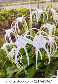 Amerillis Flower Ornamental Plants Growing In The Median Of The Sumarecon Residential Street