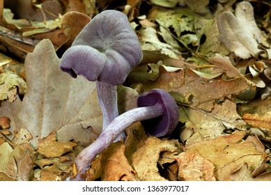 Amethyst Deceiver In Forest