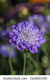 An Amethyst  Dwarf Pincushion Flower