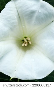 Amethyst Flower (Datura Metel) Is White