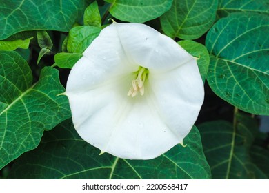 Amethyst Flower (Datura Metel) Is White