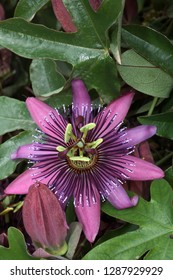 Amethyst Passion Flower