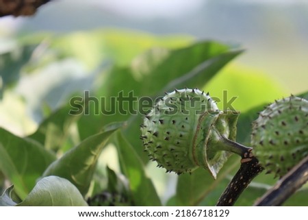 amethyst plant which has the scientific name Datura metel, its seeds contain alkaloids that have hallucinogenic effects and cause temporary or permanent insanity. can reduce appetite. Kecubung