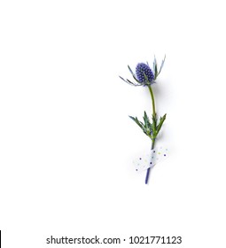 Amethyst Sea Holly Flower On White Paper Background