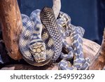 The amethystine python (Simalia amethistina) is a species of non-venomous snake in the family Pythonidae. The species is found in Indonesia and Papua New Guinea. 