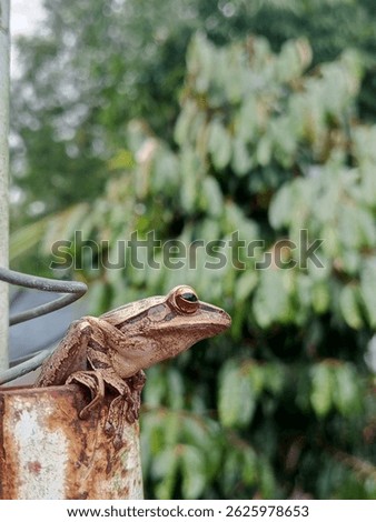 amezing frog posse from side