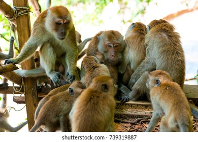 125 3 monkeys sitting together Images, Stock Photos & Vectors ...