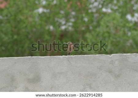 Amid the cracks of an aged stone wall, a brown rock chat pauses from flight. Its plumage echoes the muted browns of the rocks beneath it, creating a near-perfect camouflage in the midday sun.