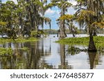 Amid the enchanting wilderness of Lake Martin, outside New Orleans, the essence of the Louisiana swamp is distilled into a single, breathtaking moment.