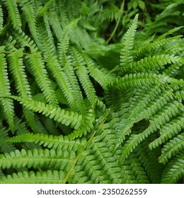 Amid the mesmerizing wonders of nature, the green leaves of the fern unfurl like delicate emerald feathers, creating a mesmerizing dance of botanical elegance. Close-up. Summer day in the mountains.
