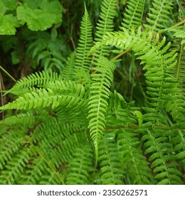 Amid the mesmerizing wonders of nature, the green leaves of the fern unfurl like delicate emerald feathers, creating a mesmerizing dance of botanical elegance. Close-up. Summer day in the mountains.