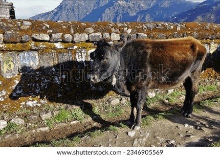 Amidst the breathtaking beauty of Singalila National Park, India, a curious cow stands beside a row of exquisite Buddhist carved rocks adorned with inscriptions in Tibetan script.