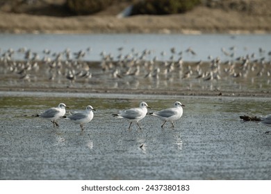 Amidst the wetland’s embrace, a congregation of seagulls stands in unity, their white feathers a stark contrast to the muddy earth, as they navigate the interplay of land and water.