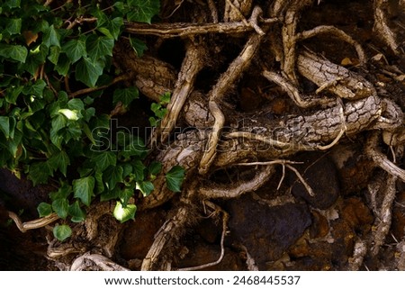 Amidst of intertwined tree branches and twisting trunks, green ivy leaves signify life and vitality, continuous cycle of growth and renewal, harmony and stability in chaos, strength and resilience
