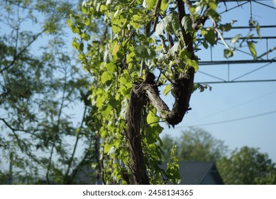 Amidst the rolling hills of a verdant vineyard, a young grapevine ascends, its tendrils reaching for the sun. Each new leaf unfurls, capturing the essence of growth and the promise of future harvests. - Powered by Shutterstock