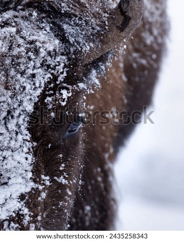 Amidst the snow-covered terrain, a bison stands tall, its gaze fierce and unwavering, embodying the raw power and primal strength of the wilderness.