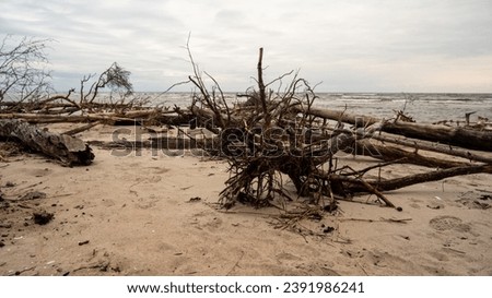 Amidst storm remnants, fallen trees find peace, merging with the tranquil horizon where the sea whispers its stories. Storm downed trees that are crossing the shore. Kolkasrags, Latvija, Latvia EU