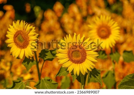 Amidst the Sunflowers: A Singular Beauty Stands Out